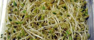 Es sind die Sprossen.