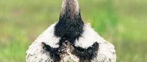 Guter Läufer. Nandus schaffen bis zu 60 Kilometer in der Stunde. 