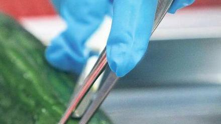 Geschnippelt wird nur noch im Labor. Viele Kunden sind besorgt und verzichten in diesen Tagen lieber auf den Verzehr von Gurken. Foto: dpa/Bernd Wüstneck