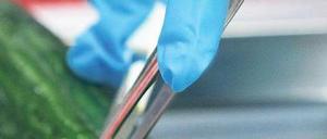 Geschnippelt wird nur noch im Labor. Viele Kunden sind besorgt und verzichten in diesen Tagen lieber auf den Verzehr von Gurken. Foto: dpa/Bernd Wüstneck