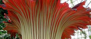 Spektakuläre Gestalt. Die Titanenwurz im Großen Tropenhaus.