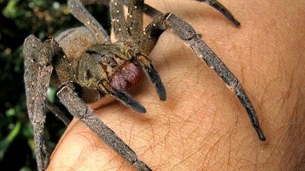 Eine brasilianische Wanderspinne - ähnlich dieser - krabbelte am Mittwoch in einem Supermarkt aus einer Bananenkisten. Das Tier ist hochgiftig.