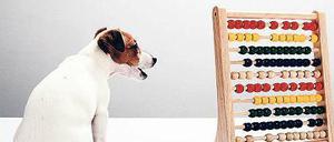 Kluger Hund. Viele Tiere können kleine Mengen instinktiv abschätzen. 