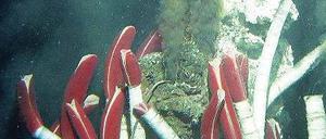 Oase. An heißen Quellen gedeiht das Leben, zum Beispiel Röhrenwürmer.