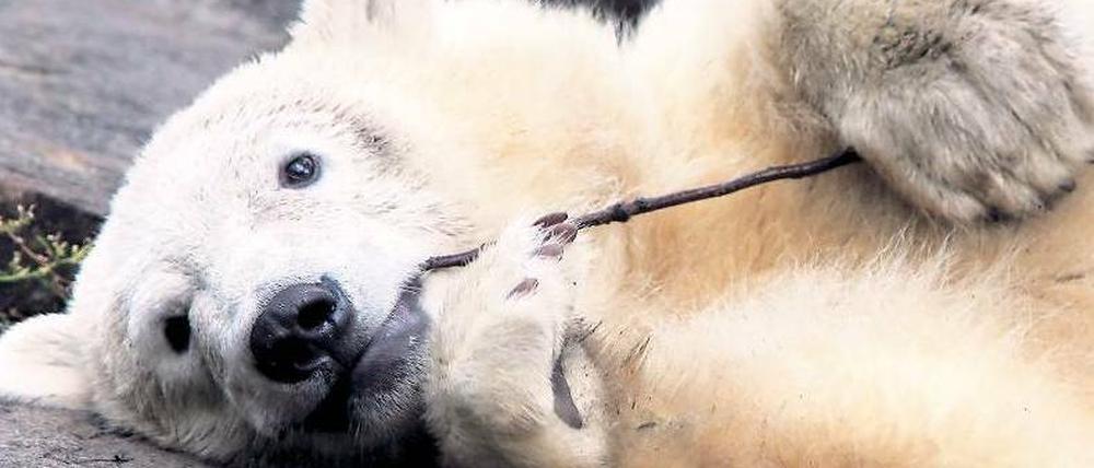 Tierischer Star. Knut lockte die Besucher in den Zoo, wo ihn Thomas Dörlflein aufgezogen hatte. Der Jungbär zierte so manche Titelseite – hier mit Leonardo DiCaprio. Fotos: dapd
