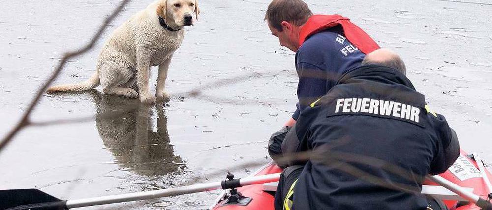 Fataler Leichtsinn. Passanten entdeckten Freitag früh einen Hund, der winselnd neben dem Eisloch auf der Großen Krampe hockte. Hilfeschreie waren zu hören. Doch für den 71-jährigen Schlittschuhläufer kamen die Retter zu spät. Foto: Steffen Tzscheuschner