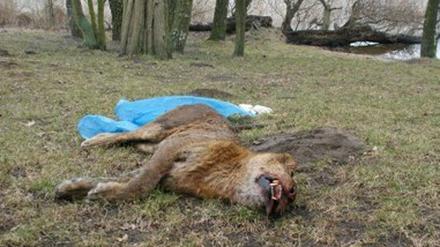 Die Löwin ist tot. Ein aus einem Zirkus ausgebrochenes Tier wurde von der Polizei am Ruppiner See erschossen.