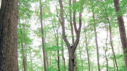 Die Elsbeere, auch schöne Else genannt, ist der Baum des Jahres. Foto: dpa/pa