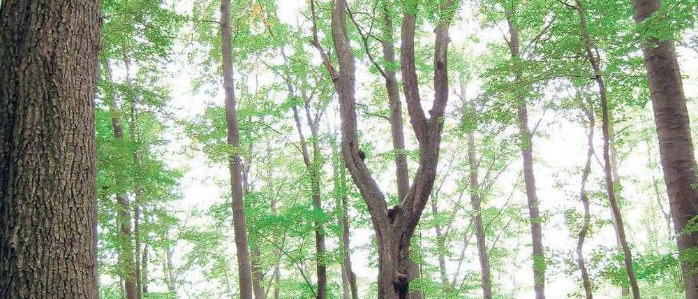 Die Elsbeere, auch schöne Else genannt, ist der Baum des Jahres. Foto: dpa/pa