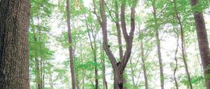 Die Elsbeere, auch schöne Else genannt, ist der Baum des Jahres. Foto: dpa/pa