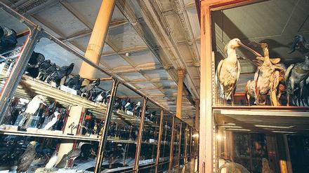 Lebendige Wissenschaft. Mit Buch und DVD öffnet Zischler auch ansonsten verschlossene Sammlungen des Naturkundemuseums. Da ahmt etwa ein Ornithologe beim gemeinsamen Gang durch den Vogelsaal den Gesang der ausgestopften Tiere nach. 
