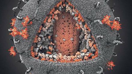 Bis ins Detail. Das derzeit präziseste Bild des Aidsvirus basiert auf aktuellen Forschungsergebnissen in der Virologie, Röntgenanalyse und Spektroskopie. Die dreidimensionale Rekonstruktion wurde unlängst vom Fachblatt „Science“ und der Nationalen Wissenschaftsstiftung der USA als beste wissenschaftliche Darstellung des Jahres 2010 ausgezeichnet. 