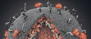 Bis ins Detail. Das derzeit präziseste Bild des Aidsvirus basiert auf aktuellen Forschungsergebnissen in der Virologie, Röntgenanalyse und Spektroskopie. Die dreidimensionale Rekonstruktion wurde unlängst vom Fachblatt „Science“ und der Nationalen Wissenschaftsstiftung der USA als beste wissenschaftliche Darstellung des Jahres 2010 ausgezeichnet. 
