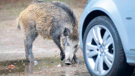 Die Stadt lockt. In Wohngebieten finden Wildschweine ihre Nahrung oft leichter als in den Wäldern – zumal viele Berliner sie illegal füttern und Hauseigentümer in den Randbezirken ihre Grundstücke häufig unzureichend sichern.