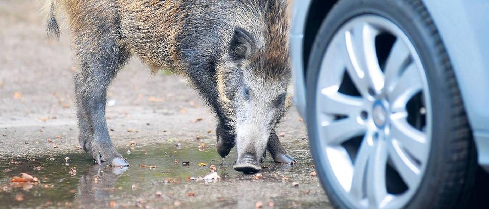 Die Stadt lockt. In Wohngebieten finden Wildschweine ihre Nahrung oft leichter als in den Wäldern – zumal viele Berliner sie illegal füttern und Hauseigentümer in den Randbezirken ihre Grundstücke häufig unzureichend sichern.