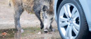 Die Stadt lockt. In Wohngebieten finden Wildschweine ihre Nahrung oft leichter als in den Wäldern – zumal viele Berliner sie illegal füttern und Hauseigentümer in den Randbezirken ihre Grundstücke häufig unzureichend sichern.