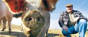 Ökologisch gemästet. Zu den Brandenburger Produzenten von Bio-Schweinefleisch gehört Landwirt Bernd Schulz in Gömnigk im Landkreis Potsdam-Mittelmark.