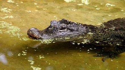 Ein Krokodil