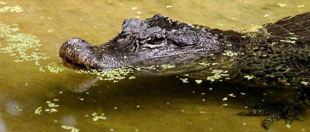 Ein Krokodil