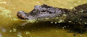 Ein Krokodil