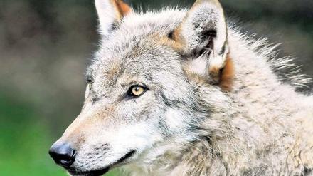 Ein schönes Tier. Die Rückkehr des Wolfs in Deutschland bereitet Bauern und Züchtern Probleme.