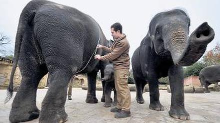Job mit Aufstiegschancen. Man kann Revierleiter oder Zooinspektor werden. Foto: dpa