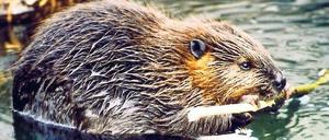 Untergräbt den Deich. Lange war er ausgerottet, jetzt vermehrt sich der Biber wieder – und die Menschen im Oderbruch fürchten, er gefährde den Hochwasserschutz. 