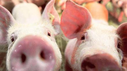 Schmerz, lass’ nach. Junge männliche Ferkel müssen viel erdulden.