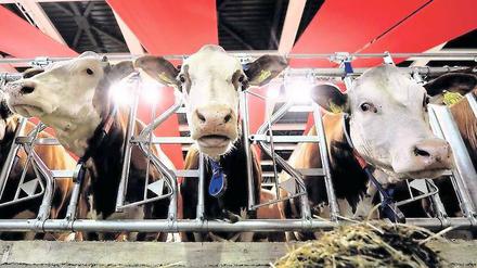 Landluft. Auf der Grünen Woche gibt es wieder jede Menge zu erleben . Heimliche Stars sind die Tiere, aber umlagert werden wohl auch die zahlreichen Lebensmittelstände wie die in der Brandenburg-Halle sein.