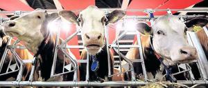 Landluft. Auf der Grünen Woche gibt es wieder jede Menge zu erleben . Heimliche Stars sind die Tiere, aber umlagert werden wohl auch die zahlreichen Lebensmittelstände wie die in der Brandenburg-Halle sein.