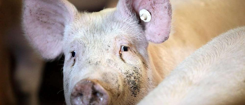 Viele Bauern erleiden durch die Sperrungen ihrer Höfe enorme Einbußen.