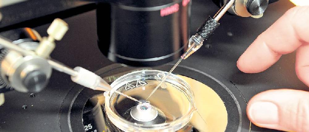Moderne Zeugung. Bei der künstlichen Befruchtung wird ein Spermium unter dem Mikroskop in eine Eizelle injiziert. In diesen Embryonen könnten Forscher vor der Einpflanzung in den Mutterleib nach schweren Erkrankungen suchen, falls der Gesetzgeber das zulässt. Foto: dpa