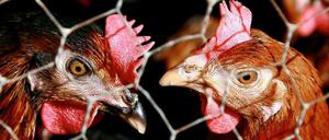 Auch in Legehennen wurden zu hohe Dioxinwerte nachgewiesen.