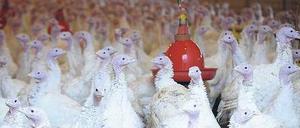 Vorsorglich geschlossen. Ein Putenmastbetrieb in Neerstedt bei Oldenburg.