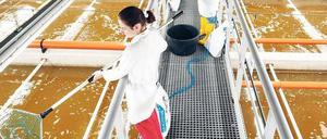 Stehendes Gewässer. Technisch ist die Zucht von Meeresfischen in großen Becken machbar. Aber Haut und Kiemen der Tiere müssen vor Bakterien und Exkrementen im Wasser geschützt werden. Antibiotika müsse man nicht einsetzen, sagen Experten. 