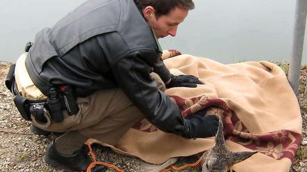 Das gerettete Rehkitz sieht nicht sehr dankbar aus.