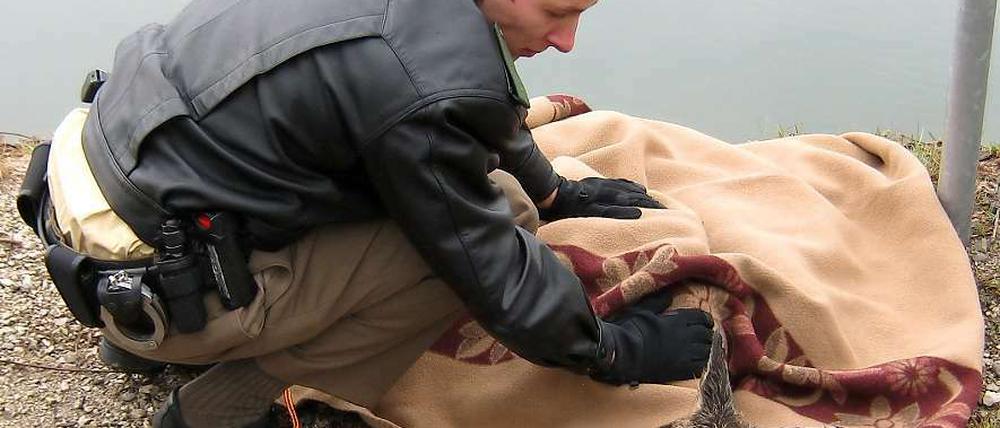 Das gerettete Rehkitz sieht nicht sehr dankbar aus.