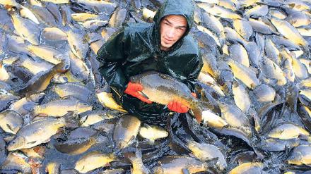 Ruhig zugreifen. Der Karpfen ist nicht bedroht und seine Zucht bedroht auch die Umwelt nicht.Foto: picture-alliance/dpa