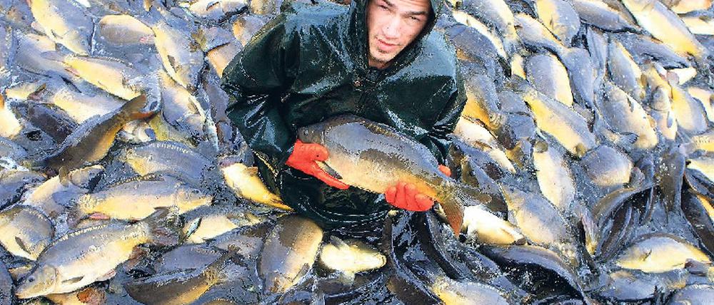 Ruhig zugreifen. Der Karpfen ist nicht bedroht und seine Zucht bedroht auch die Umwelt nicht.Foto: picture-alliance/dpa