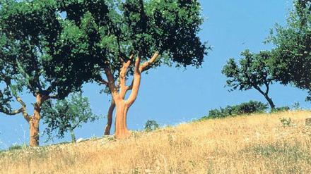 Vom Baum