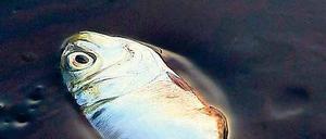 Altlasten. Das Öl aus dem BP-Bohrloch, hier vor der Küste Louisianas im Juni, ist mittlerweile aufgesammelt. Jetzt will die US-Regierung die Kosten dafür eintreiben. Foto: Reuters