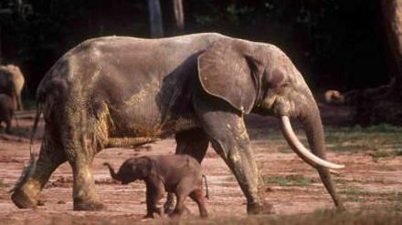 Der Waldelefant hat mit dem Steppenelefanten nichts gemein.