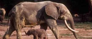 Der Waldelefant hat mit dem Steppenelefanten nichts gemein.