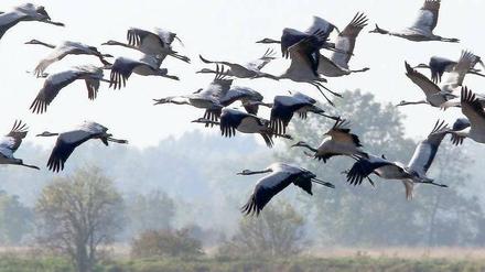 Start- und Landebahn. Besonders zahlreich sind die Kraniche in der Gegend von Linum. Naturschützer bitten hier um besondere Rücksicht, damit die Tiere nicht beim Fressen und Schlafen gestört werden. Foto: Nestor Bachmann/dpa