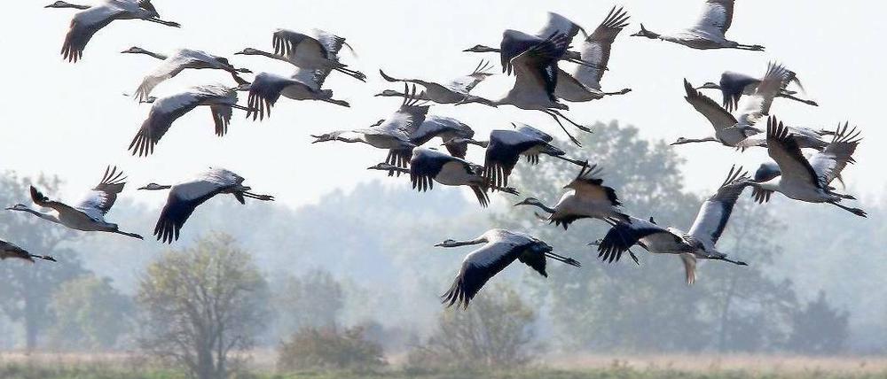 Start- und Landebahn. Besonders zahlreich sind die Kraniche in der Gegend von Linum. Naturschützer bitten hier um besondere Rücksicht, damit die Tiere nicht beim Fressen und Schlafen gestört werden. Foto: Nestor Bachmann/dpa