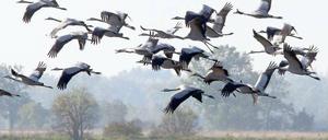 Start- und Landebahn. Besonders zahlreich sind die Kraniche in der Gegend von Linum. Naturschützer bitten hier um besondere Rücksicht, damit die Tiere nicht beim Fressen und Schlafen gestört werden. Foto: Nestor Bachmann/dpa