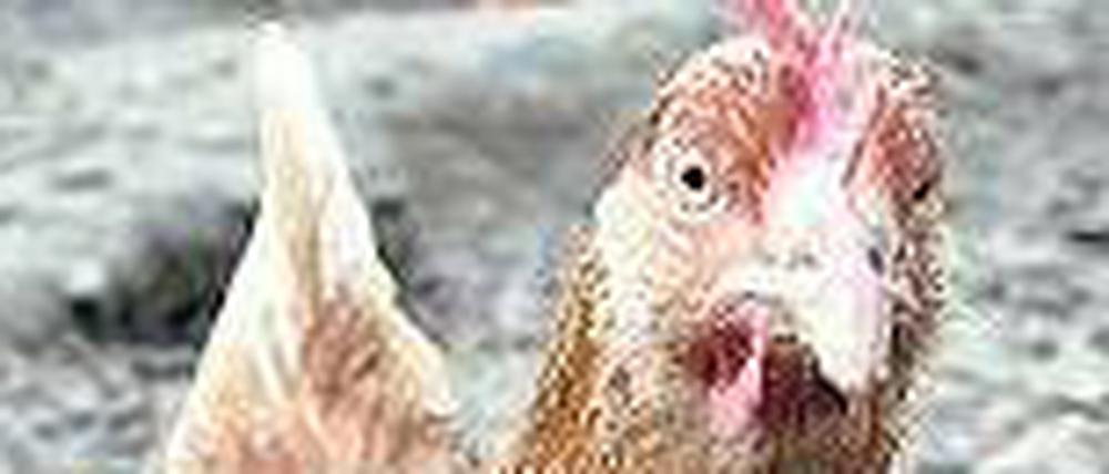 Darf raus: Ein Öko-Huhn.