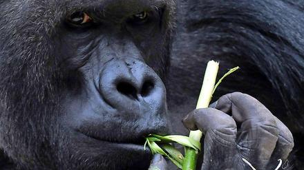 Forscher: Malaria stammt von Gorillas. Weltweit erkranken nach Schätzung der Weltgesundheitsorganisation (WHO) rund 500 Millionen Menschen jährlich an der Tropenkrankheit. Mehr als zwei Millionen Menschen, meist Kinder, sterben daran.