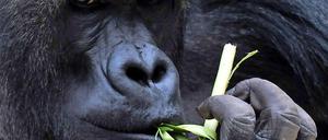 Forscher: Malaria stammt von Gorillas. Weltweit erkranken nach Schätzung der Weltgesundheitsorganisation (WHO) rund 500 Millionen Menschen jährlich an der Tropenkrankheit. Mehr als zwei Millionen Menschen, meist Kinder, sterben daran. 