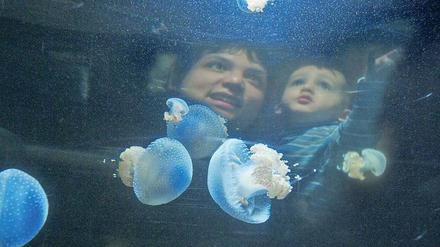 Attraktion Aquarium. Im parlamentarischen Gesundheitsausschuss wurde gestern über die zoologischen Einrichtungen der Stadt diskutiert.